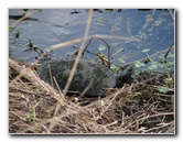 La-Chua-Trail-Paynes-Prairie-Preserve-State-Park-Gainesville-FL-053