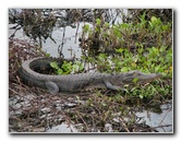 La-Chua-Trail-Paynes-Prairie-Preserve-State-Park-Gainesville-FL-054