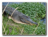 La-Chua-Trail-Paynes-Prairie-Preserve-State-Park-Gainesville-FL-064