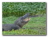 La-Chua-Trail-Paynes-Prairie-Preserve-State-Park-Gainesville-FL-065