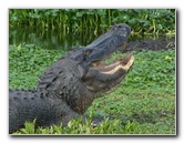 La-Chua-Trail-Paynes-Prairie-Preserve-State-Park-Gainesville-FL-066