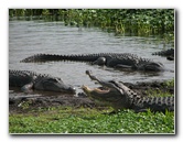 La-Chua-Trail-Paynes-Prairie-Preserve-State-Park-Gainesville-FL-067