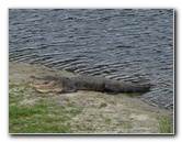 La-Chua-Trail-Paynes-Prairie-Preserve-State-Park-Gainesville-FL-069