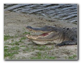 La-Chua-Trail-Paynes-Prairie-Preserve-State-Park-Gainesville-FL-070