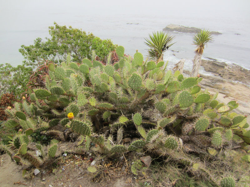 Laguna-Beach-Orange-County-CA-004