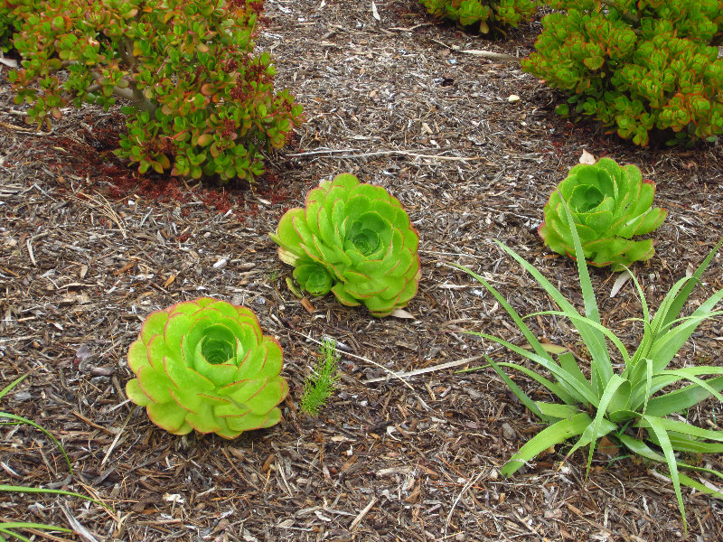 Laguna-Beach-Orange-County-CA-015