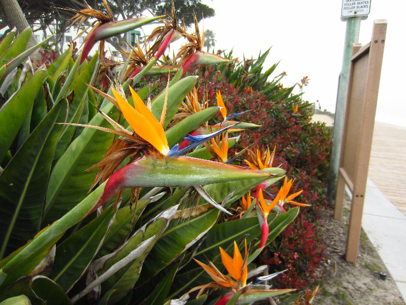 Laguna-Beach-Orange-County-CA-026