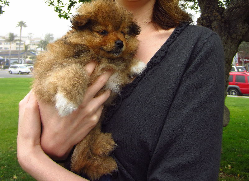 Laguna-Beach-Orange-County-CA-030