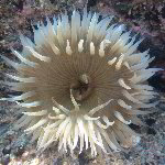 Laguna Beach Tide Pools - Orange County, CA