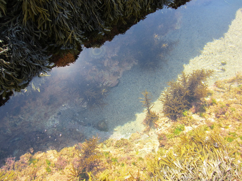 Laguna-Beach-Tide-Pools-South-Orange-County-CA-003