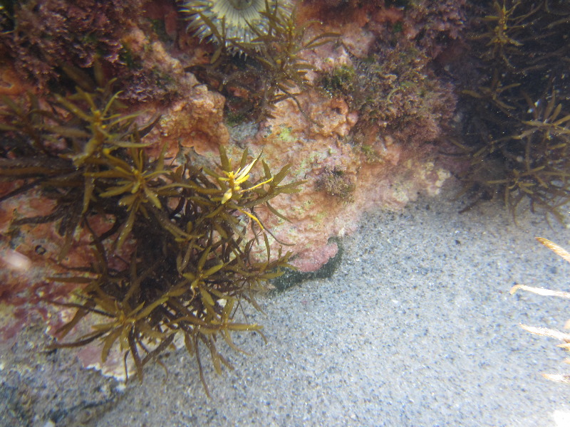 Laguna-Beach-Tide-Pools-South-Orange-County-CA-004