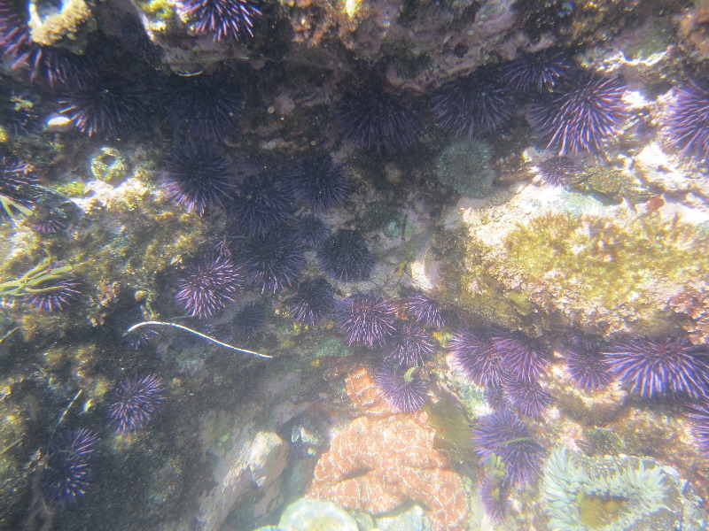 Laguna-Beach-Tide-Pools-South-Orange-County-CA-005