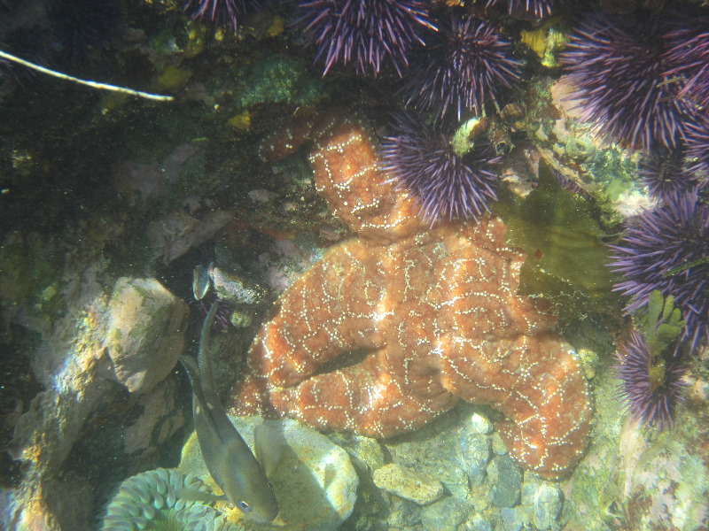 Laguna-Beach-Tide-Pools-South-Orange-County-CA-006