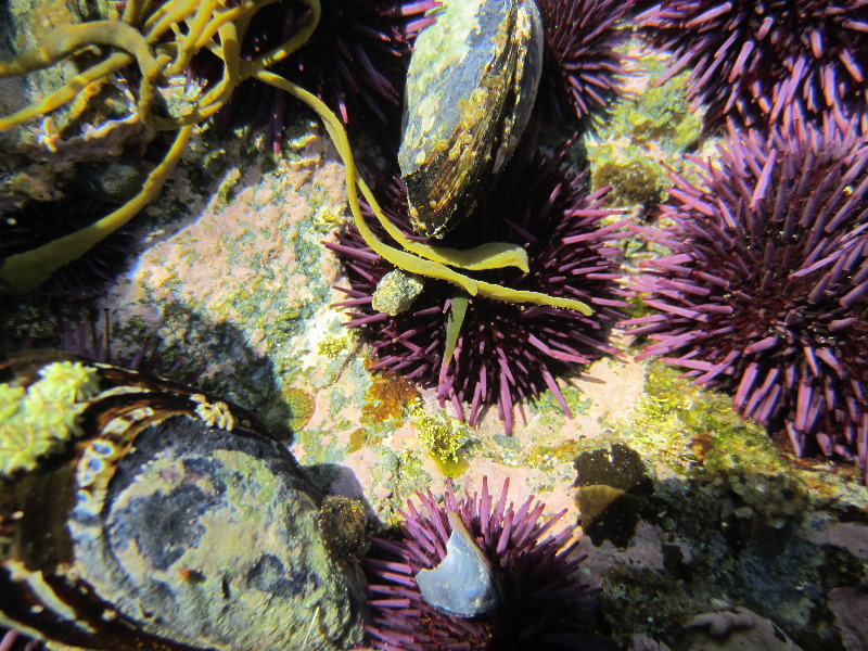 Laguna-Beach-Tide-Pools-South-Orange-County-CA-007