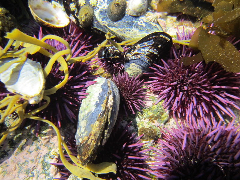 Laguna-Beach-Tide-Pools-South-Orange-County-CA-008
