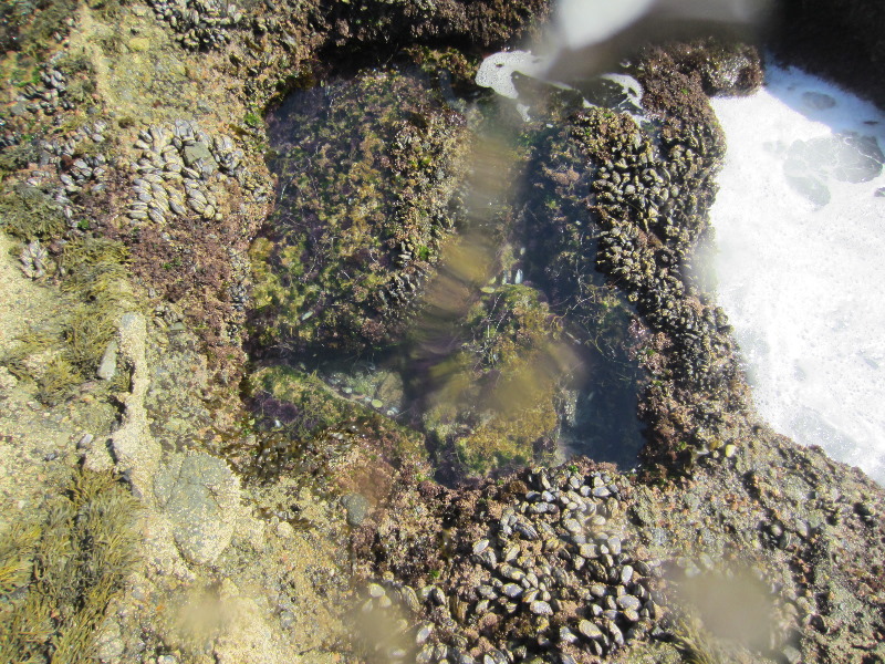 Laguna-Beach-Tide-Pools-South-Orange-County-CA-011