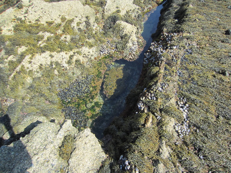 Laguna-Beach-Tide-Pools-South-Orange-County-CA-014