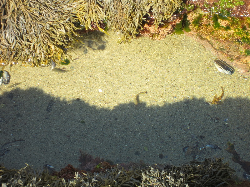 Laguna-Beach-Tide-Pools-South-Orange-County-CA-016