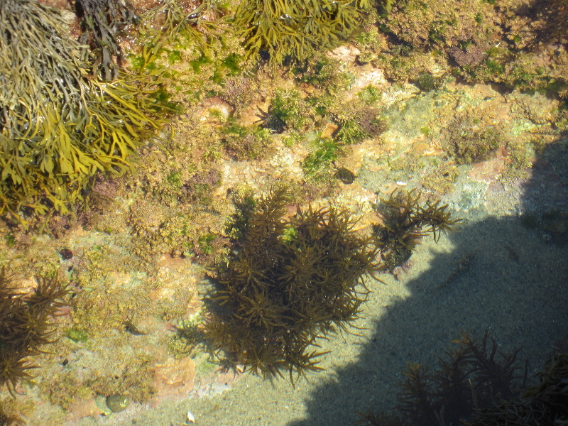 Laguna-Beach-Tide-Pools-South-Orange-County-CA-017