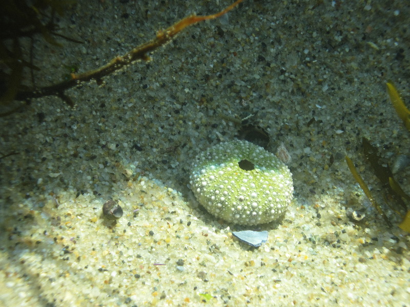 Laguna-Beach-Tide-Pools-South-Orange-County-CA-018