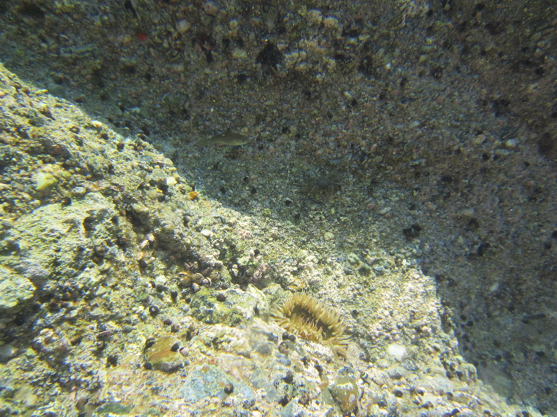 Laguna-Beach-Tide-Pools-South-Orange-County-CA-020
