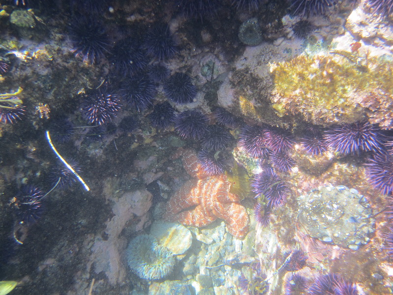 Laguna-Beach-Tide-Pools-South-Orange-County-CA-021