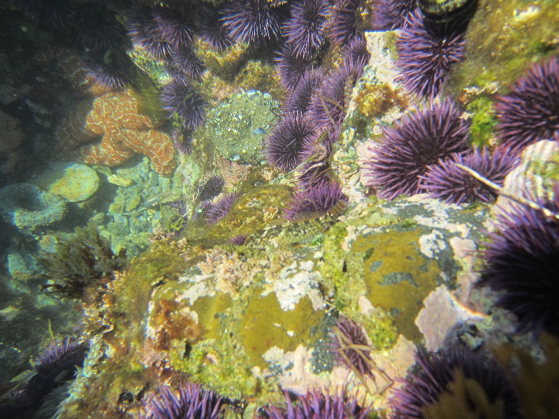 Laguna-Beach-Tide-Pools-South-Orange-County-CA-022