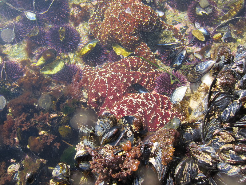 Laguna-Beach-Tide-Pools-South-Orange-County-CA-023