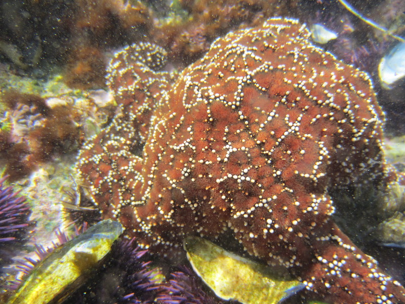 Laguna-Beach-Tide-Pools-South-Orange-County-CA-024