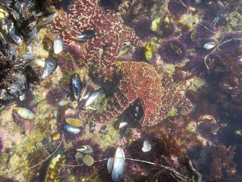 Laguna-Beach-Tide-Pools-South-Orange-County-CA-025