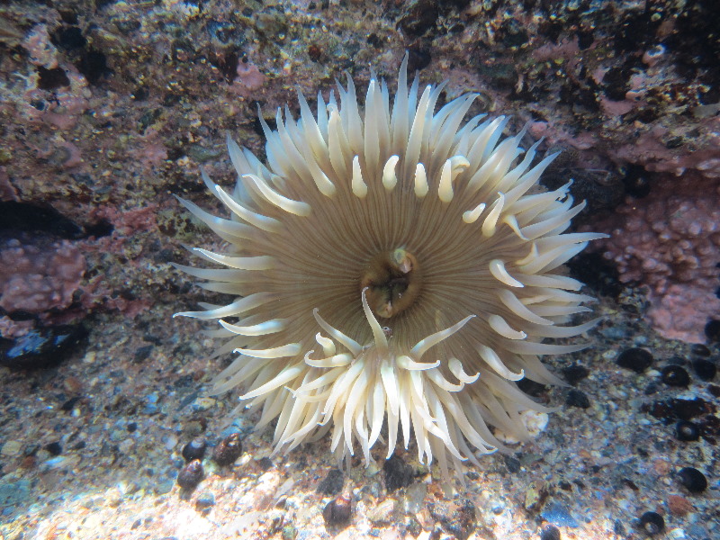 Laguna-Beach-Tide-Pools-South-Orange-County-CA-026