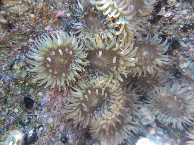 Laguna-Beach-Tide-Pools-South-Orange-County-CA-027