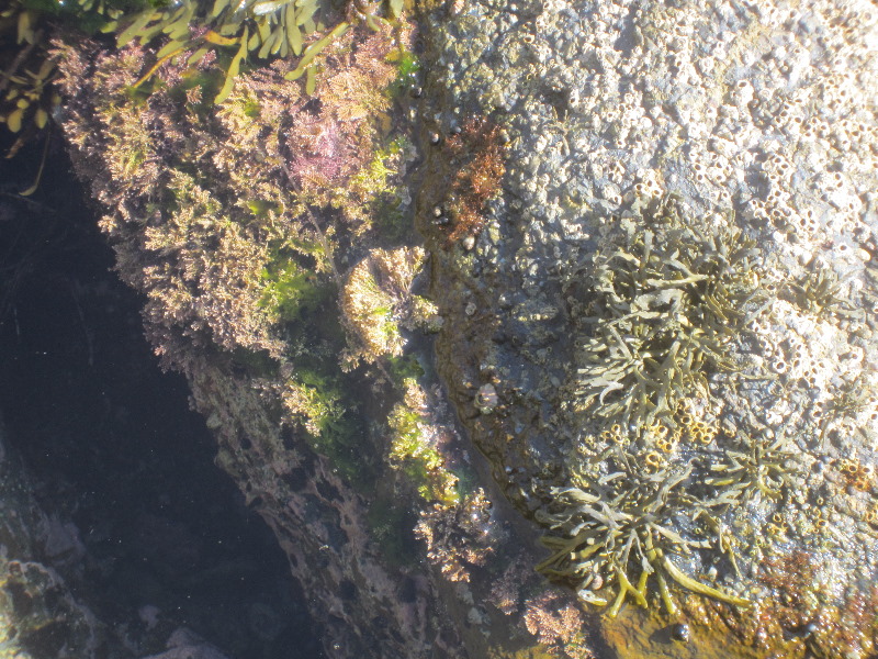 Laguna-Beach-Tide-Pools-South-Orange-County-CA-030