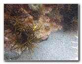 Laguna-Beach-Tide-Pools-South-Orange-County-CA-004