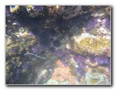 Laguna-Beach-Tide-Pools-South-Orange-County-CA-005