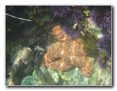 Laguna-Beach-Tide-Pools-South-Orange-County-CA-006