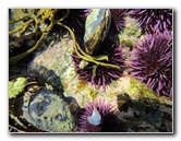 Laguna-Beach-Tide-Pools-South-Orange-County-CA-007
