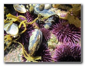 Laguna-Beach-Tide-Pools-South-Orange-County-CA-008