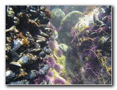 Laguna-Beach-Tide-Pools-South-Orange-County-CA-009