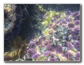 Laguna-Beach-Tide-Pools-South-Orange-County-CA-010