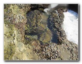 Laguna-Beach-Tide-Pools-South-Orange-County-CA-011