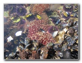 Laguna-Beach-Tide-Pools-South-Orange-County-CA-012