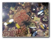 Laguna-Beach-Tide-Pools-South-Orange-County-CA-013