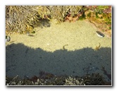 Laguna-Beach-Tide-Pools-South-Orange-County-CA-016