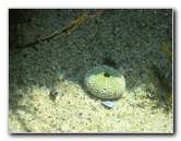 Laguna-Beach-Tide-Pools-South-Orange-County-CA-018