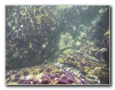 Laguna-Beach-Tide-Pools-South-Orange-County-CA-019