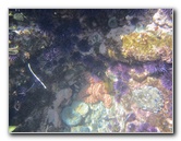 Laguna-Beach-Tide-Pools-South-Orange-County-CA-021