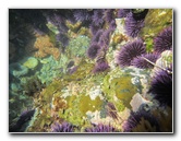 Laguna-Beach-Tide-Pools-South-Orange-County-CA-022