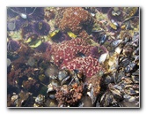 Laguna-Beach-Tide-Pools-South-Orange-County-CA-023