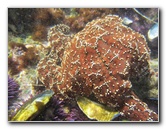 Laguna-Beach-Tide-Pools-South-Orange-County-CA-024